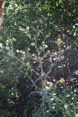 Berkheya debilis