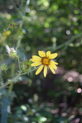 Berkheya debilis