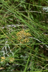 Helichrysum glomeratum
