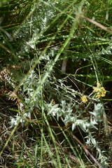 Helichrysum glomeratum