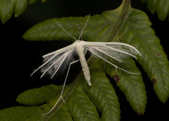 Pterophorus niveodactyla