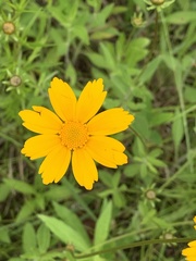 Coreopsis pubescens
