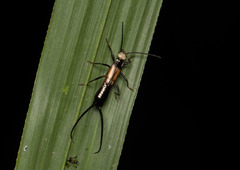 Paratimomenus flavocapitata