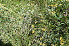 Helichrysum glomeratum