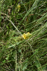 Alectra sessiliflora