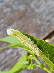 Antithemerastis acrobela
