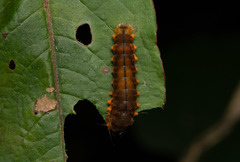 Eterusia aedea formosana