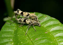 Chlorophorus signaticollis