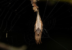 Arachnura melanura