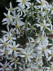Olearia rugosa