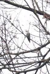 Chrysococcyx maculatus