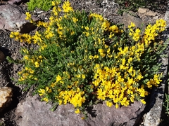Cytisus decumbens