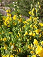 Cytisus decumbens