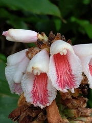 Alpinia shimadae