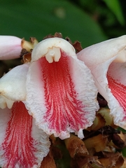 Alpinia shimadae