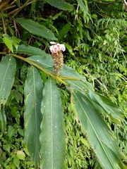 Alpinia shimadae