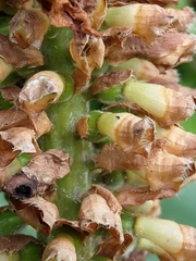 Alpinia shimadae