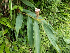 Alpinia shimadae