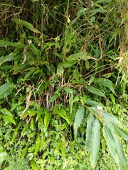 Alpinia shimadae