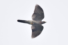 Hierococcyx sparverioides