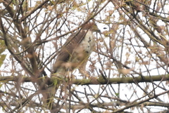 Accipiter trivirgatus
