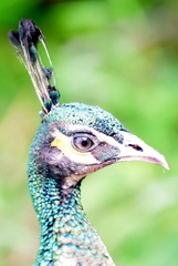 Pavo cristatus × muticus