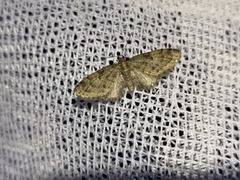 Eupithecia dodoneata