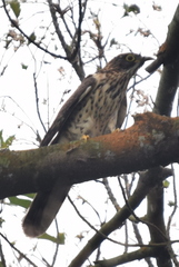 Hierococcyx sparverioides