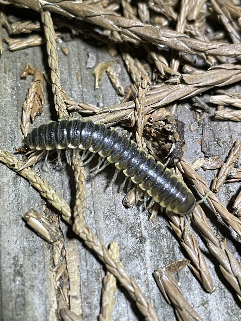 Parcipromus gigantoarboricolus