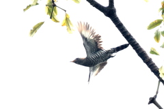 Chrysococcyx maculatus