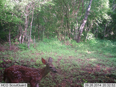 Odocoileus virginianus sinaloae