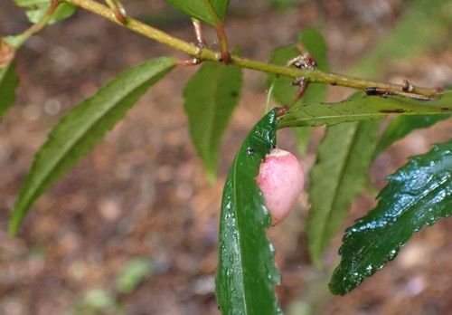 Image of Heart Berry (Aristotelia peduncularis) by no rights reserved