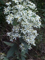 Olearia rugosa