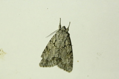 Acronicta psi