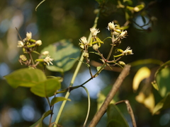 Clematis hedysarifolia