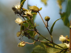 Clematis hedysarifolia
