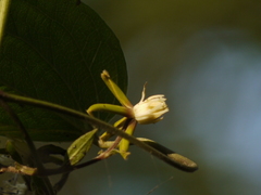 Clematis hedysarifolia