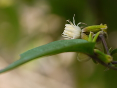 Clematis hedysarifolia