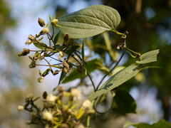 Clematis hedysarifolia