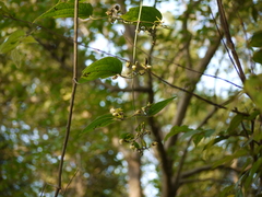 Clematis hedysarifolia