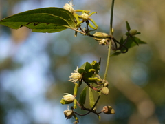 Clematis hedysarifolia