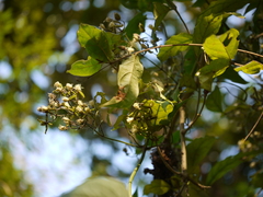 Clematis hedysarifolia