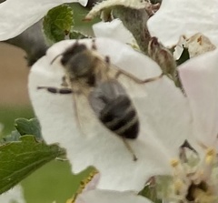 Apis mellifera
