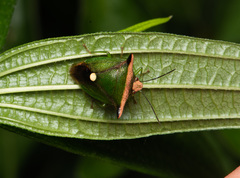 Anaca fasciata