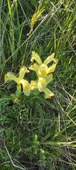 Scorpiris