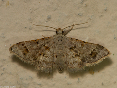 Scolecocampinae