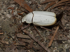 Cyphochilus crataceus
