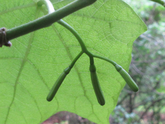 Alangium platanifolium