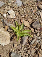 Picris japonica kamtschatica