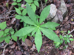 Lilium tsingtauense